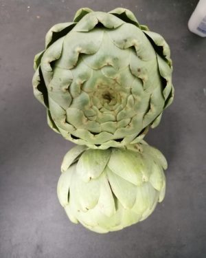 Artichaut Vert  CALIBRE GROS- Origine FRANCE-