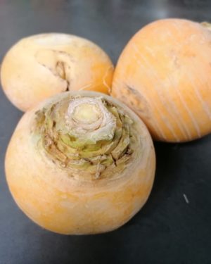 Navet Boule d'Or - Origine France -