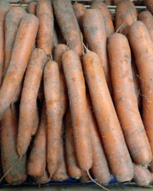 Carottes SABLE  RECOLTE 2025  - Origine FRANCE