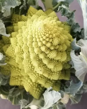 Choux Romanesco - Origine FRANCE-