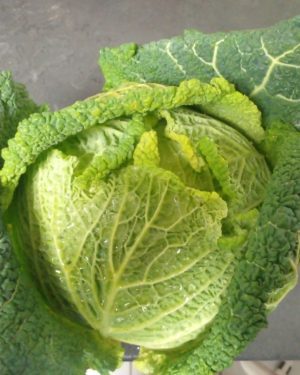 Choux Frisée - Origine France -