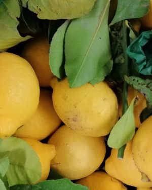 Citron Jaune de Nice - Origine France -