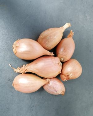 Echalotte - Origine France -