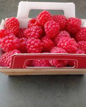 Framboise barquette 250g - ESPAGNE
