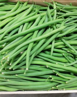 Haricot Vert Ramasse main  Magnifique  - Origine France -