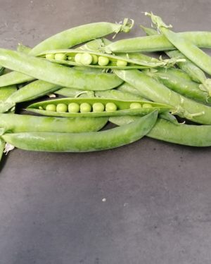 Petit Pois EXTRA - Origine ITALIE