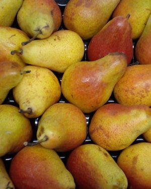 Poire FRED EXTRA - Origine FRANCE -