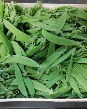 Pois mange tout - Origine FRANCE -