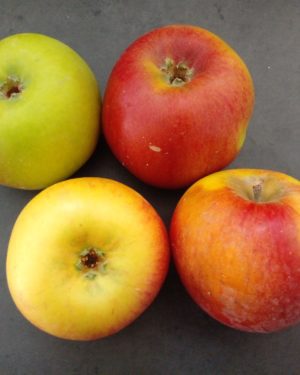 Pomme PINOVA  - Origine France -