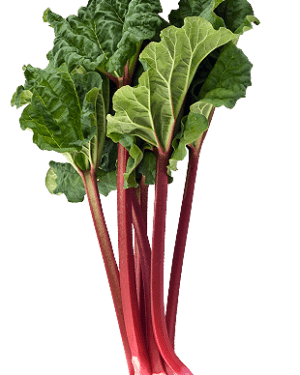 Rhubarbe - Origine FRANCE