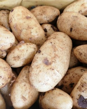 Pomme de Terre  SPUNTA EXTRA- Origine ITALIE-