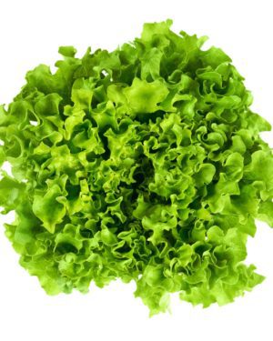 Salade Batavia - Origine France -