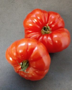 Tomate Ordinaire - Origine FRANCE-