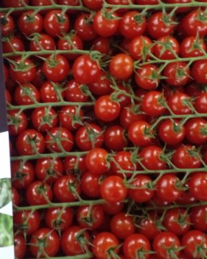 Tomate Cerise EXTRA -ORIGINE FRANCE-