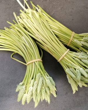 Asperge verte sauvage - Origine France -