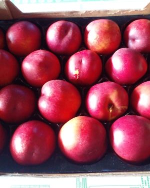 Nectarine BLANCHE CALIBRE MOYEN - Origine ESPAGNE-