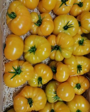 Tomate ananas pleine terre - Origine France -