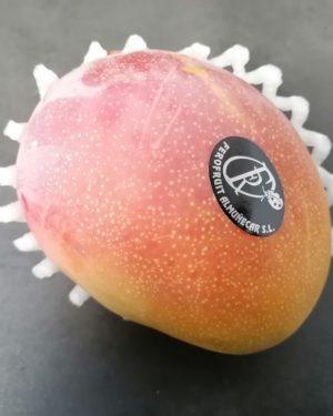 Mangue KENT EXTRA Origine PEROU-