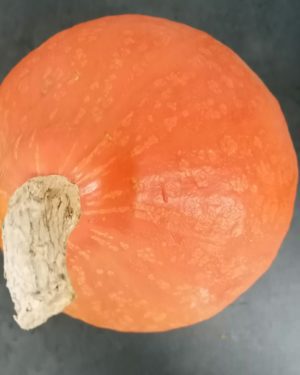 Courge POTIMARRON(gout de chataigne) - Origine France -