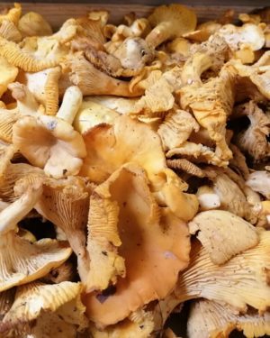 GIROLLE MAGNIFIQUE- Origine IMPORT-