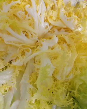 Salade FRISE - Origine FRANCE -
