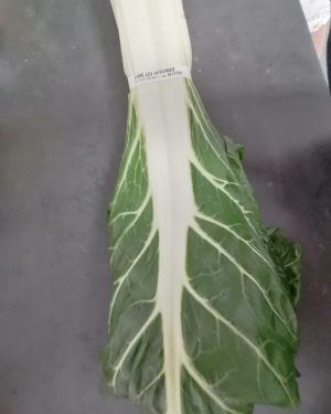 COTE de bette magnifique en paquet de 1KG- Origine france -