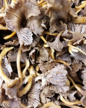 CHANTERELLE JAUNE - Origine France -