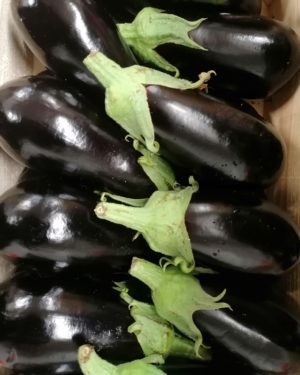 Aubergine - Origine FRANCE-