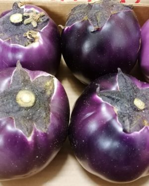 Aubergine RONDE - Origine ITALIE-