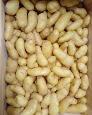 PDT JAZZY CALIBRE GRENAILLE - Origine FRANCE-