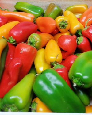 MINI POIVRON- Origine FRANCE -