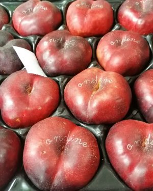 NECTARINE Plate  GROS CALIBRE - Origine FRANCE -