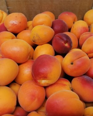 Abricot   CALIBRE PETIT- Origine FRANCE -