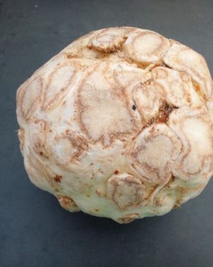 Celeri boule - Origine France -