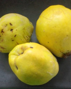 COING D ARDECHE - Origine France -