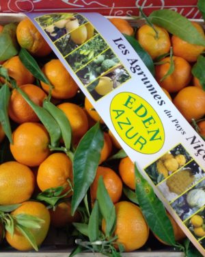 Clementine de nice CALIBRE MOYEN EXTRA - Origine FRANCE-