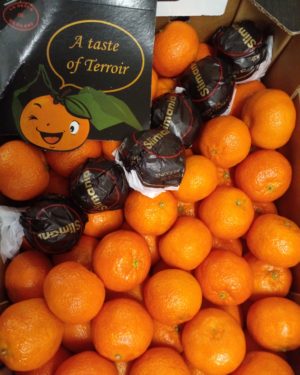 Clementine extra - Origine MAROC-