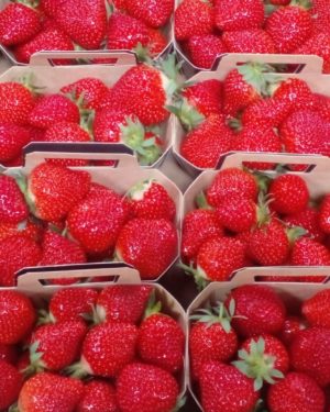 Fraise KLODIA pour confiture en Barquette de 500g - Origine France -